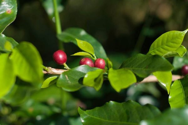 agrofloresta