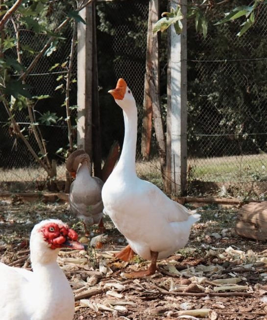 vivencia vila terra biodinâmica